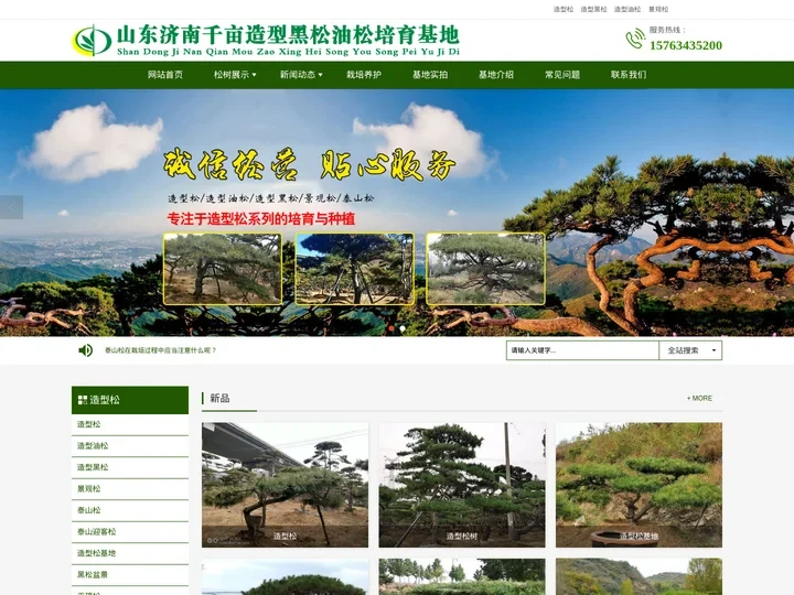 造型松,景观松,泰山松,造型黑松-山东千亩造型油松培育基地