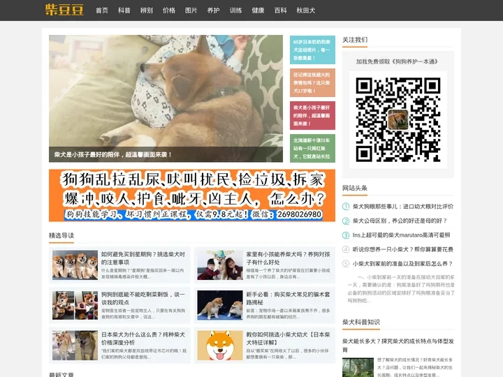 柴犬_专注日本柴犬知识科普,15年养柴经验 - 柴豆豆柴犬