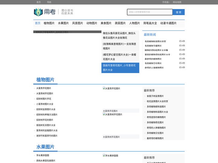 花卉图片大全_典心花图片_网花的图片_花卉图片大全_植物图片