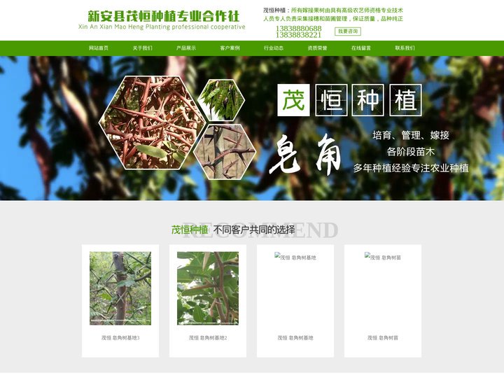 皂角树_皂角树苗_北栾-新安县茂恒种植合作社